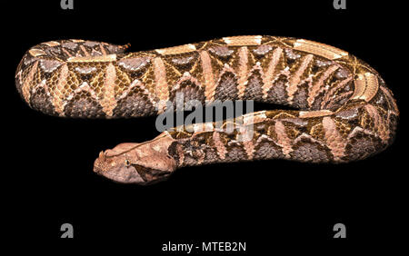 Gaboon viper x Rhinoceros viper (Bitis nasicornis x gabonica), hybrid ...