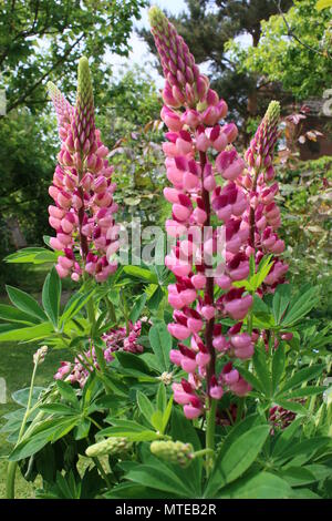 Close up garden landscape of pink red lupin flowers growing in garden border in Norfolk East Anglia England in Summer Stock Photo
