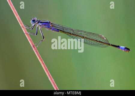 Blue-tailed damselfly (Ischnura elegans) with blue-violet thorax, youth form of adult colour forms, Burgenland, Austria Stock Photo