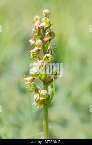 Frog orchid (Coeloglossum viride), Grisons, Switzerland Stock Photo
