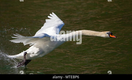 Mute swan (Cygnus olor) starts from the water, Tyrol, Austria Stock Photo
