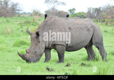 Pregnant rhino standing in the grass with birds on back Stock Photo