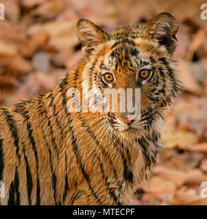 Bengal tiger (Panthera tigris tigris) Kitten, animal portrait, Bandhavgarh National Park, Madhya Pradesh, India Stock Photo
