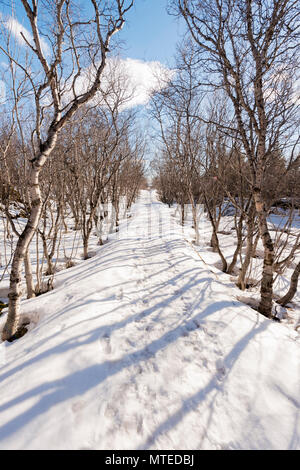 Way through a forest, winter landscape at the lake Mývatn, Northern Iceland, Iceland Stock Photo