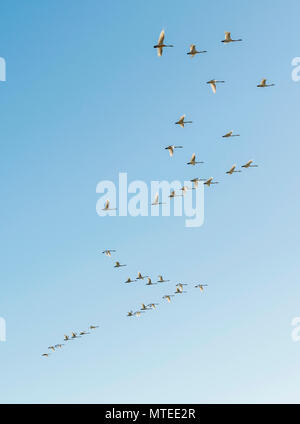 Flock of birds, flying Whooper swans (Cygnus cygnus) in formation, South Iceland, Iceland Stock Photo