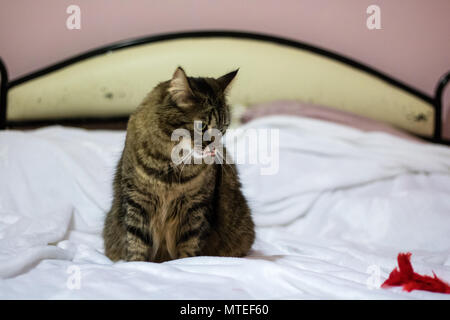 A cat playing with a red feather on the bed Stock Photo