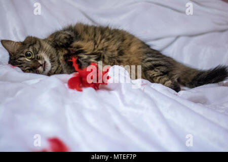 A cat playing with a red feather on the bed Stock Photo