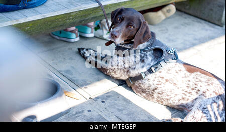 Dog in the cafe near the table. Stock Photo