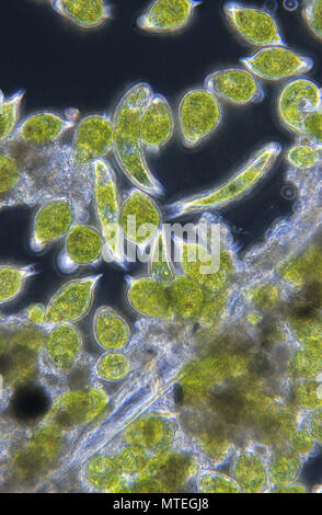 Euglena sp and Phacus sp.Seaweed.Algae.Flagellate protozoan.Euglenophyta.Sarcomastigophora.Optic micrsocopy Stock Photo