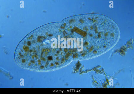 Bipartition.Cell division.Ciliata.Protozoan.Optic microscopy
