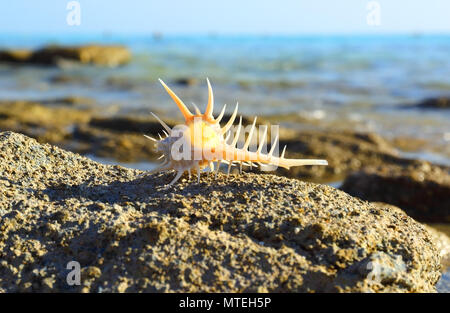 Sea shell with thorns on sea background Stock Photo