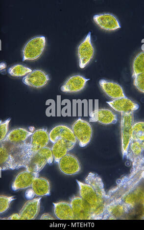 Euglena sp.Seaweed.Algae.Flagellate.Sarcomastigophora.Protozoan.Optic microscopy Stock Photo