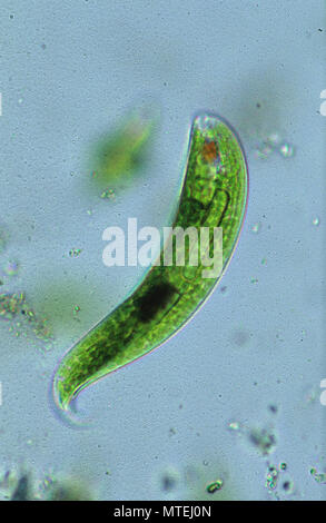 Euglena sp.Seaweed.Algae.Flagellate.Sarcomastigophora.Protozoan.Optic microscopy Stock Photo