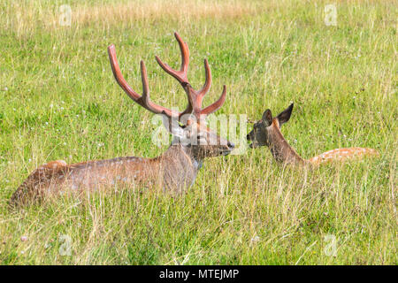 Male and female sika deer Stock Photo