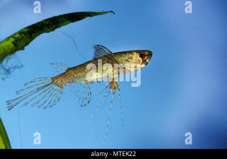 Afrikanischer Schmetterlingsfisch, Pantodon buchholzi, freshwater butterflyfish, African butterflyfish, Le Poisson-papillon d'eau douce Stock Photo