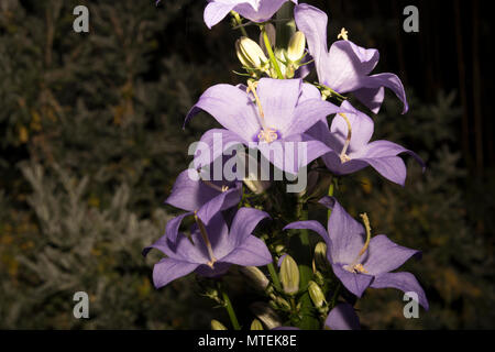 Chimney Bellflower (Campanula pyramidalis) Stock Photo