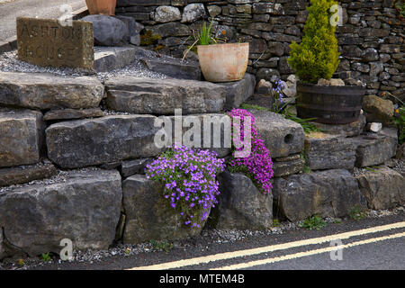 Aubretia blooms on rock garden. Grassington. North Yorkshire Stock Photo