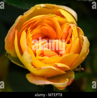 Pink yellow rose Stock Photo