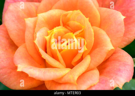 Pink yellow rose Stock Photo
