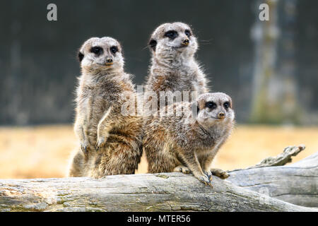 cute Meerkats standing Stock Photo