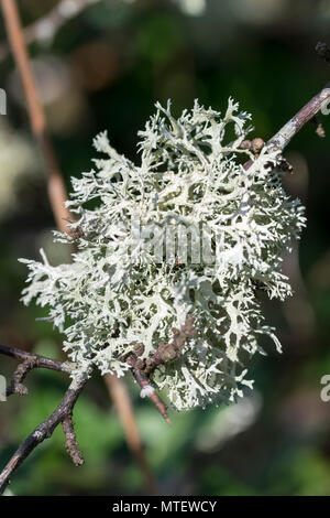 Oak Moss Evernia prunastri Stock Photo