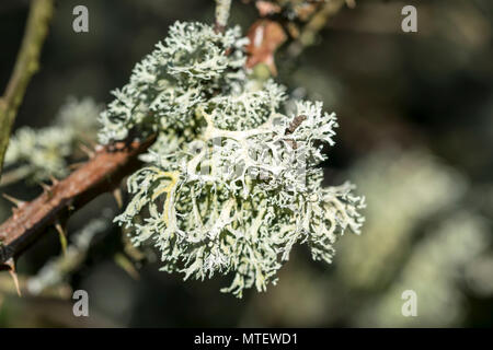 Oak Moss Evernia prunastri Stock Photo