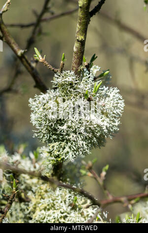 Oak Moss Evernia prunastri Stock Photo