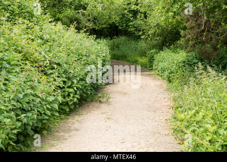 Footpath leading through English woodland on a bright morning in early summer, Dorset, United Kingdom Stock Photo