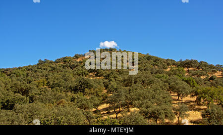 Hill with  maquis shrubs on a sunny day with blue sky and one little white fluffy cloud on top in Sierra norte de sevila nature reserve,  Andalusia, S Stock Photo