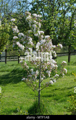 A young crab apple tree, Malus 'John Downie' in full blossom on a fine spring day, Berkshire, May Stock Photo