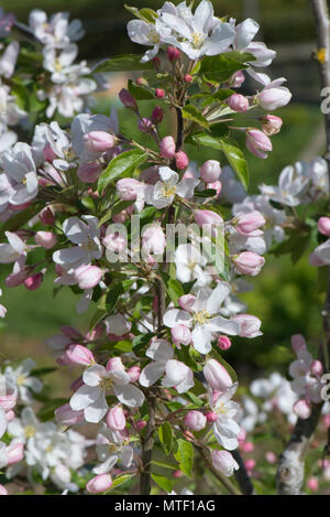 A young crab apple tree, Malus 'John Downie' in full blossom on a fine spring day, Berkshire, May Stock Photo