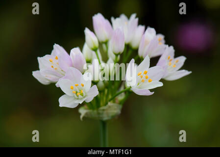 Rosy garlic, Allium roseum, umbel of pink flowers on a small garlic-scented garden plant, May Stock Photo