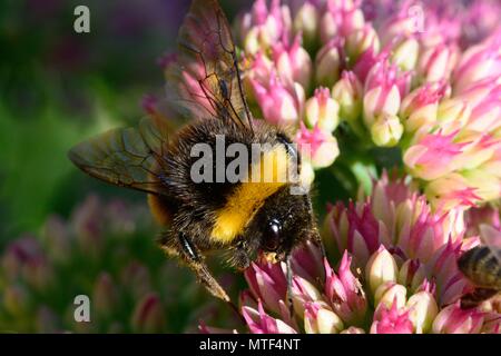 Macro shot of a bumble bee pollinating a sedum flower Stock Photo