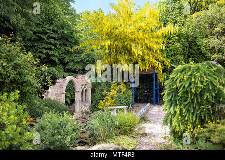 View of an English garden with Laburnum in full flower Stock Photo