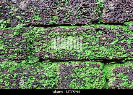 Close up of laterite stone brick wall with moss and grass growth creating vivid textures on the face Stock Photo