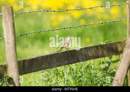 A female house sparrow, Passer domesticus, sitting on a wooden fence with barbed wire next to a buttercup meadow alongside a public path near housing. Stock Photo