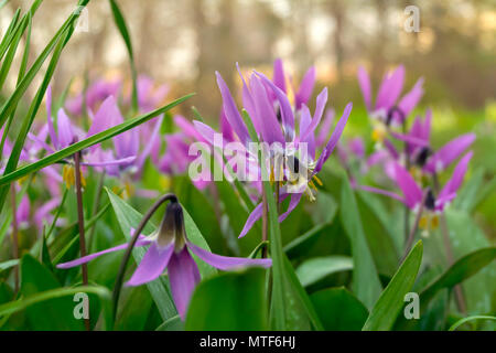 gently purple flowers of Siberian Fawn Lily in soft evening light Stock Photo