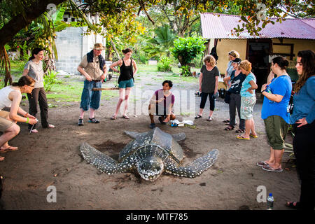 Lecture at Biosphere citizen science project for sea turtles protection in Costa Rica. Using the full-size model, Scientist Fabian Carrosco familiarizes the group with the activities they will have to perform themselves on the living object in the dark of night Stock Photo