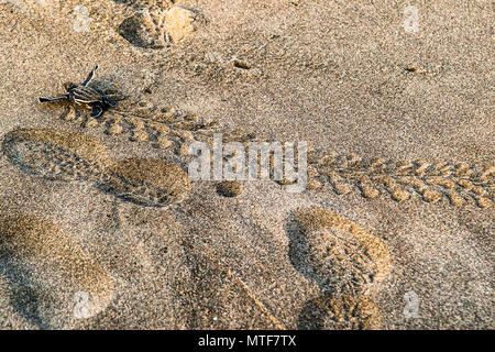 Hatchling heading for the Ocean. Biosphere citizen science project for sea turtles protection in Costa Rica Stock Photo