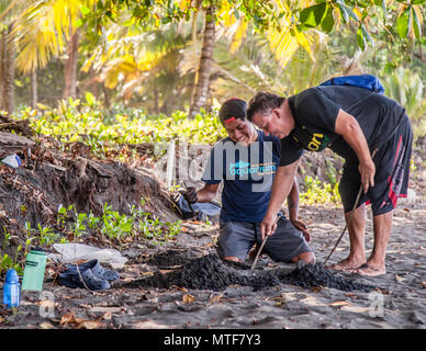 Finding an Eggs Nest. Biosphere citizen science project for sea turtles protection in Costa Rica. The researcher and the former poacher in search of a nest that has remained in its natural place. Researcher Fabian admits that he can still learn a lot from Carlos Stock Photo