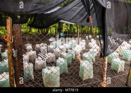 Hatchery of Biosphere Citizen Scientist Project Camp to save Sea Turtles in Reventazón, Costa Rica. The fenced hatchery is guarded day and night. Under each of the white cages is a clutch of eggs. When the young hatch after about 60 days, not much time may pass before they are released into the sea. But before that, they are all counted and measured Stock Photo