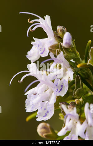 Macro detail of Rosemary (Rosmarinus officinalis) flowers in Ses Salines Natural Park (Formentera, Pityusic Islands, Balearic Islands, Spain) Stock Photo