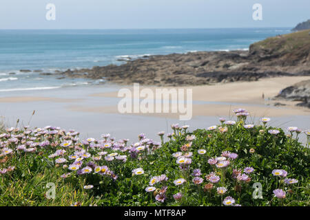 Wild flowers on clifftop overlooking Baby Beach, New :Polzeath, North Cornwall Stock Photo