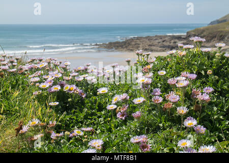 Wild flowers on clifftop overlooking Baby Bay, New :Polzeath, North Cornwall Stock Photo