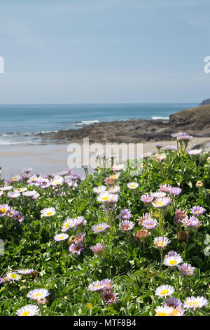 Wild flowers on clifftop overlooking Baby Beach, New :Polzeath, North Cornwall Stock Photo