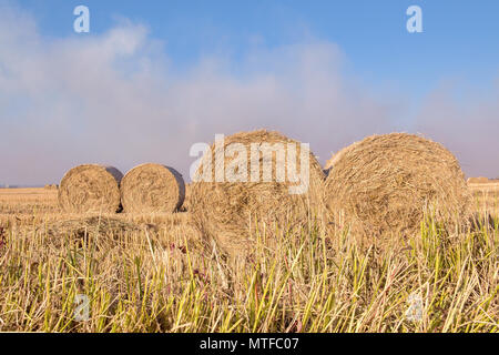 Large round hay bales sit in a golden field after harvest under a clear blue sky. Stock Photo