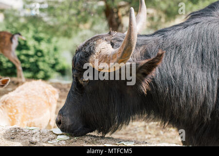 Black Buffalo in Fasano apulia Italy Stock Photo