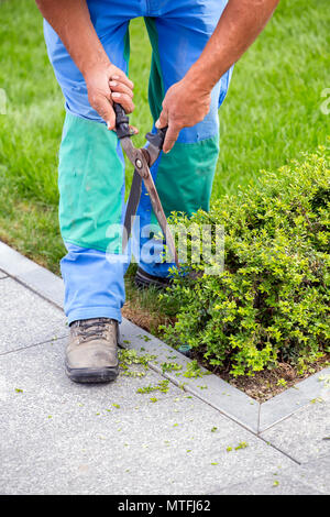 Gardener cutting a hedge with a garden shears in the park. Stock Photo