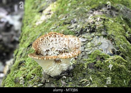 Dryad's saddle, also called pheasant's back   mushroom, Polyporus squamosus. a wild   mushroom from Finland Stock Photo