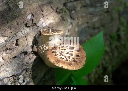 Dryad's saddle, also called pheasant's back mushroom, Polyporus squamosus Stock Photo